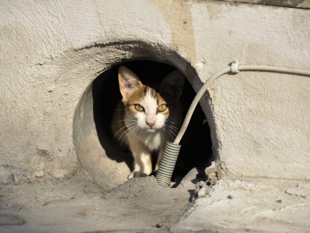 adoption de chat - spotter