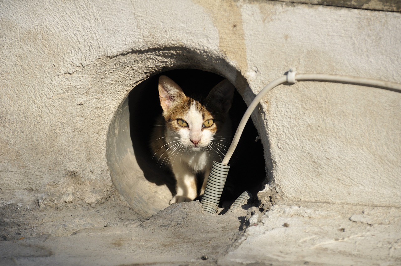adoption de chat - spotter