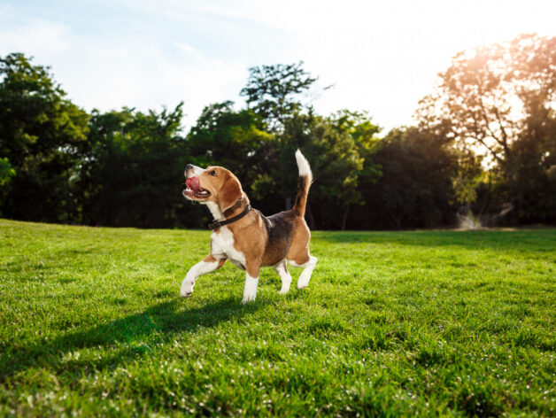 collier chien gps sans abonnement - spotter