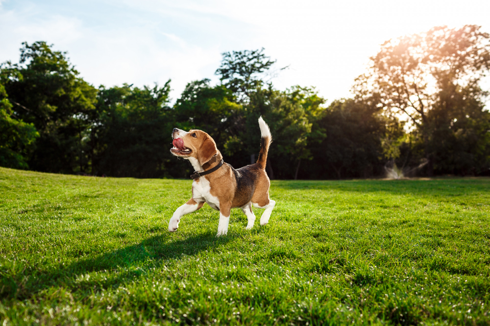 collier chien gps sans abonnement - spotter