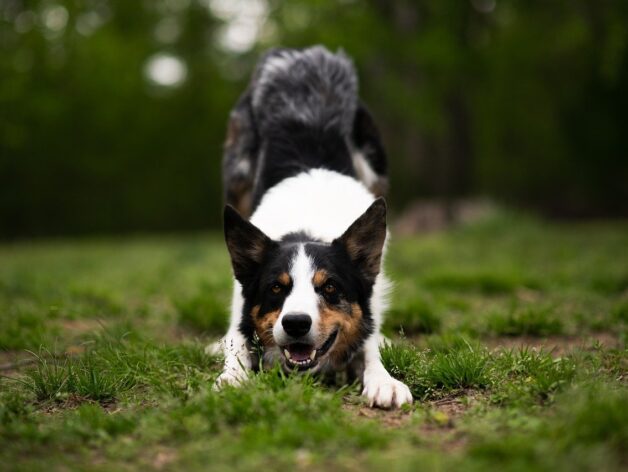 gps chien sans abonnement - spotter