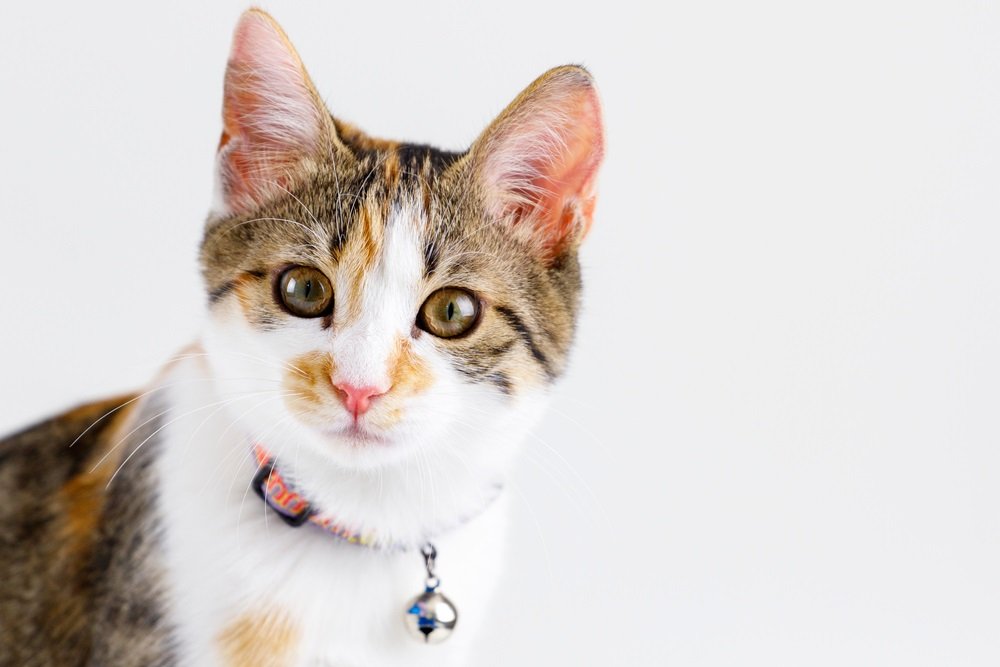 gps collier chat - spotter