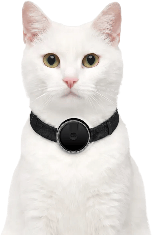 choice-pet-chat