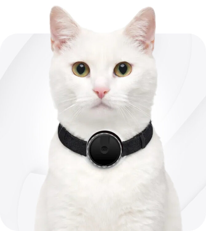 Traceur GPS pour chat - Spotter