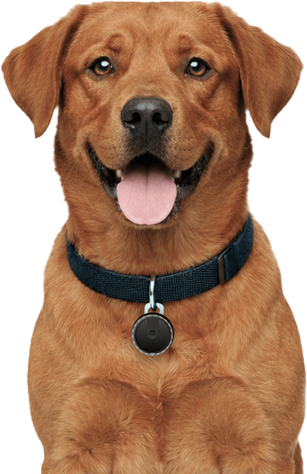 Traceur GPS pour chien - Spotter