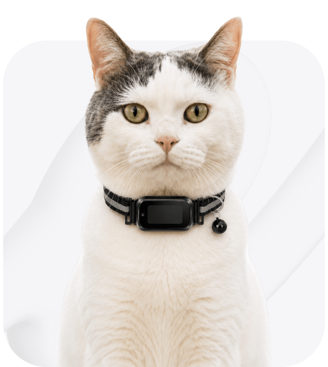 collier gps chat - spotter