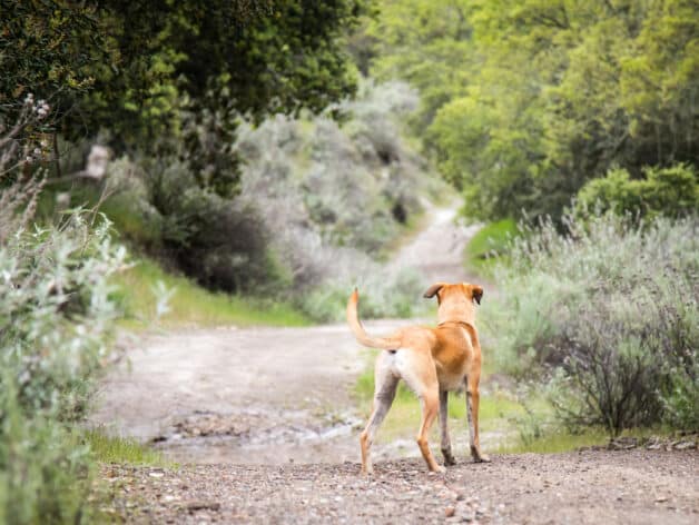 traceur gps chien - spotter