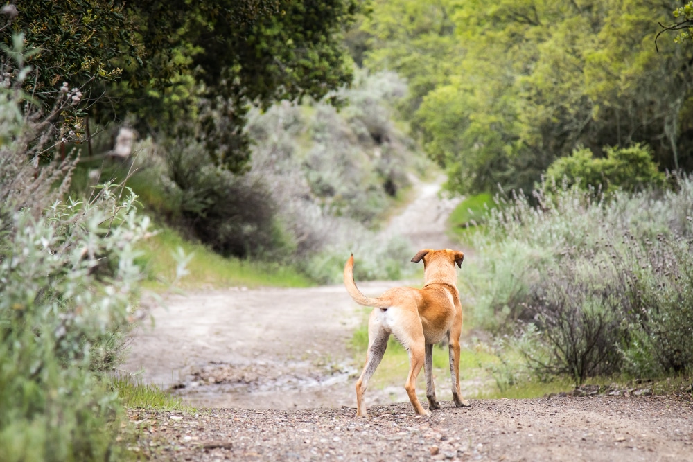 traceur gps chien - spotter