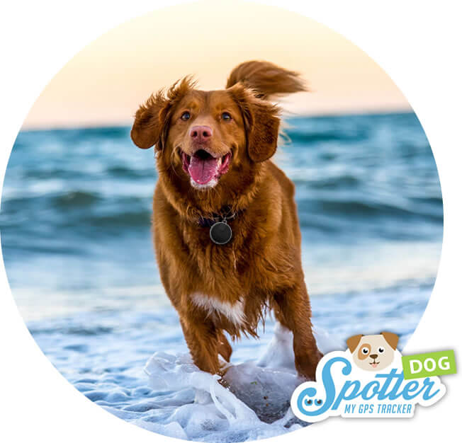 gps-per-cani-da-caccia