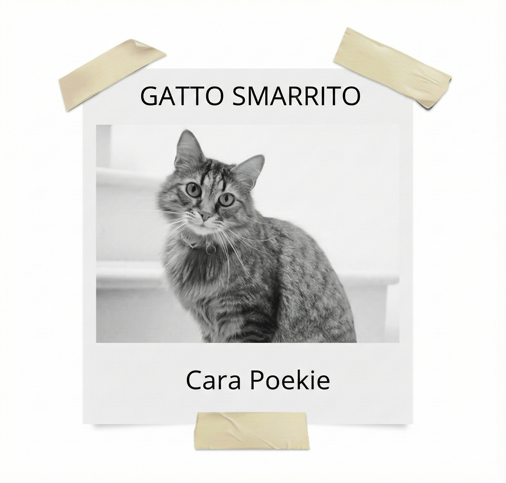 Gatti-GPS-localizzatore Gatti-GPS-localizzatore