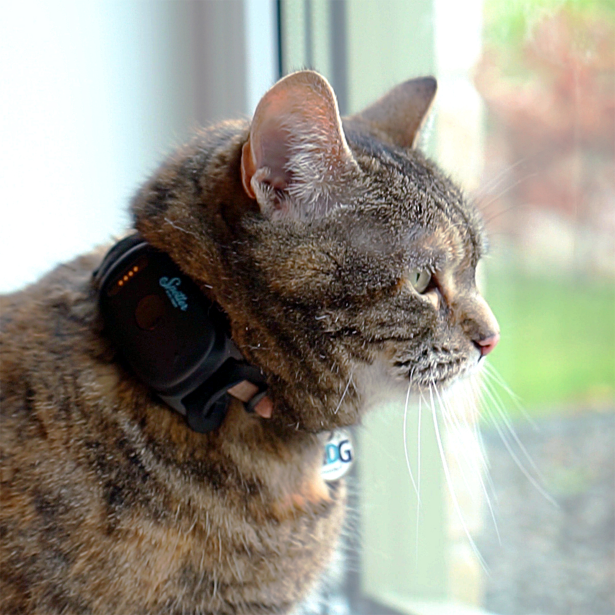 collare gatto con gps - spotter
