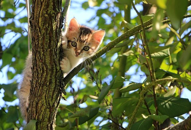 collar for cat - spotter
