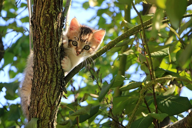 collar for cat - spotter