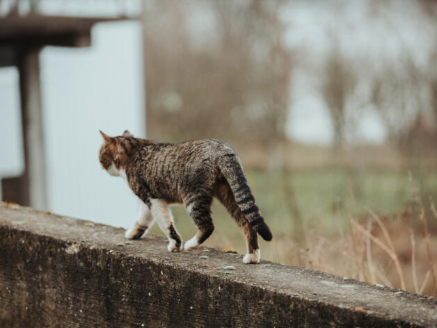 zaginął kot - spotter