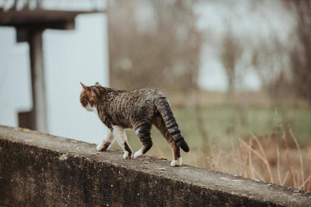 zaginął kot - spotter