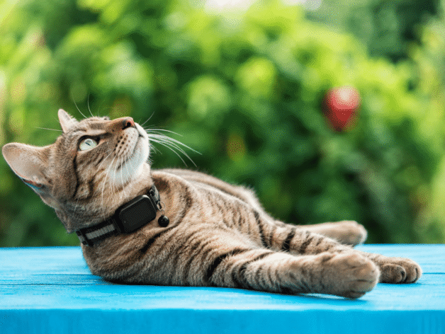 kattenhalsband - spotter