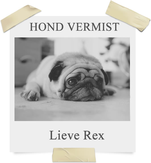 obroza dla psa z gps - spotter