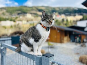 obroża dla kota z gps - spotter