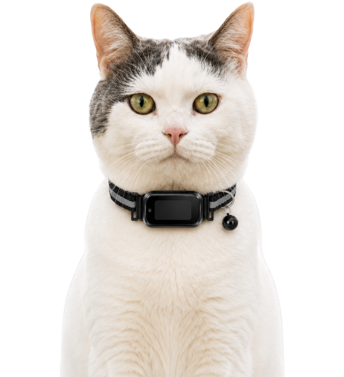 GPS-tracker för katter