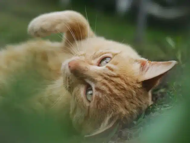 katt GPS-sparare - Spotter