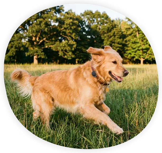 Pet Spotter - Dog tracker