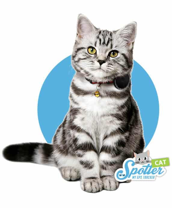 Pet Spotter kat GPS tracker