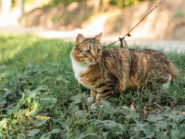 chip voor kat - spotter