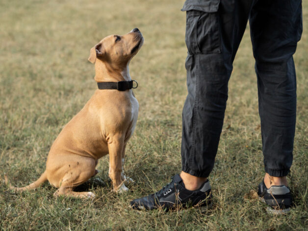 gps tracker voor honden - spotter