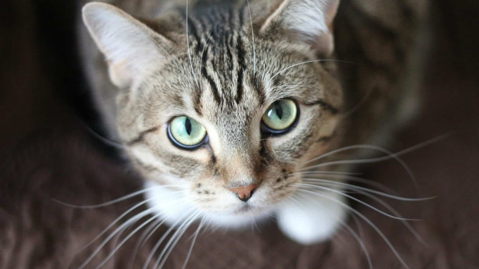 gps tracker voor katten - spotter