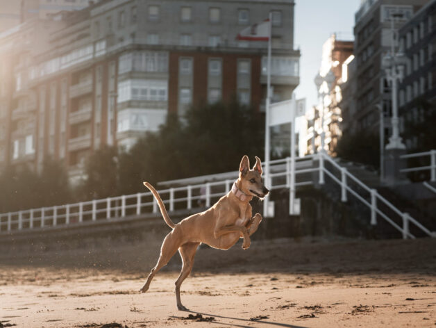 gps voor honden - spotter