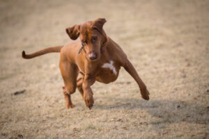 honden tracker - spotter