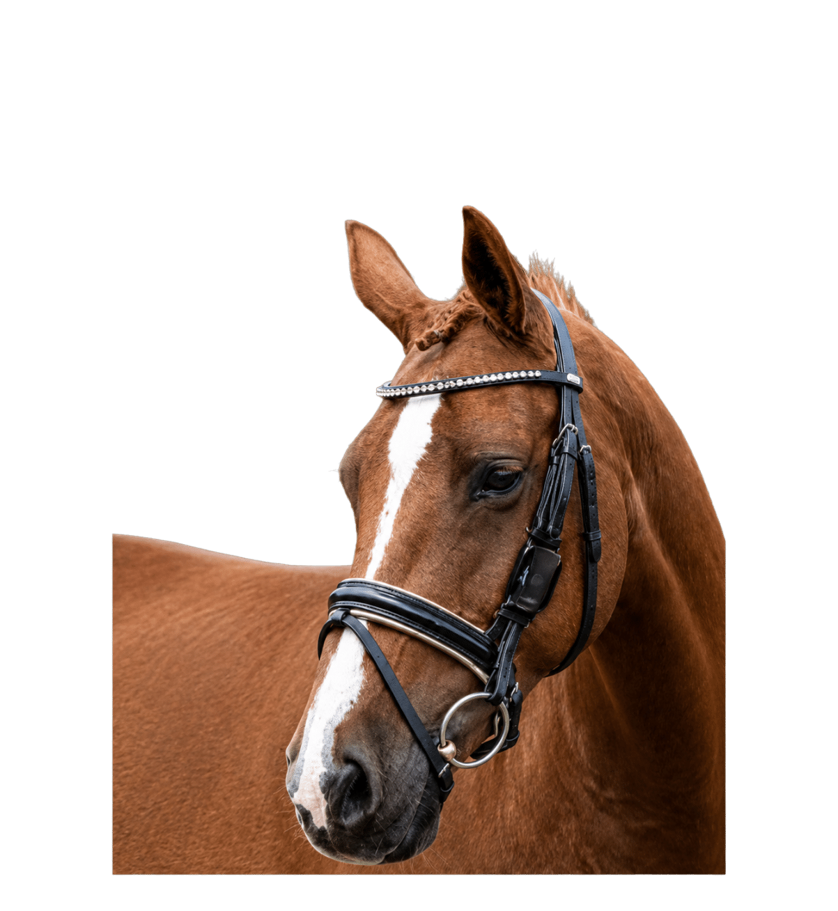 Volg jouw paard overal met onze GPS Tracker voor paarden - Spotter