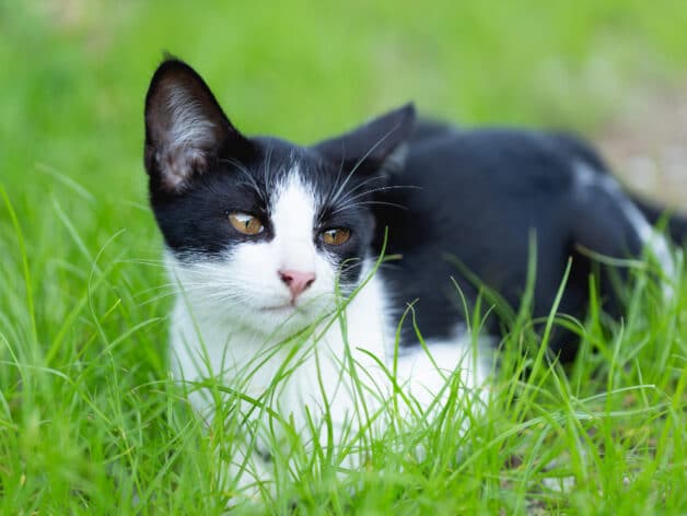 gps tracker kat - spotter