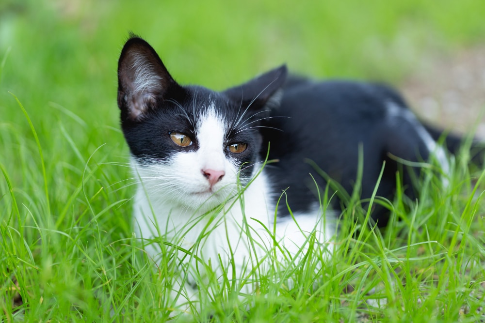 gps tracker kat - spotter