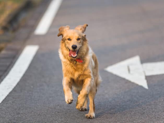 gps tracker voor huisdieren - spotter