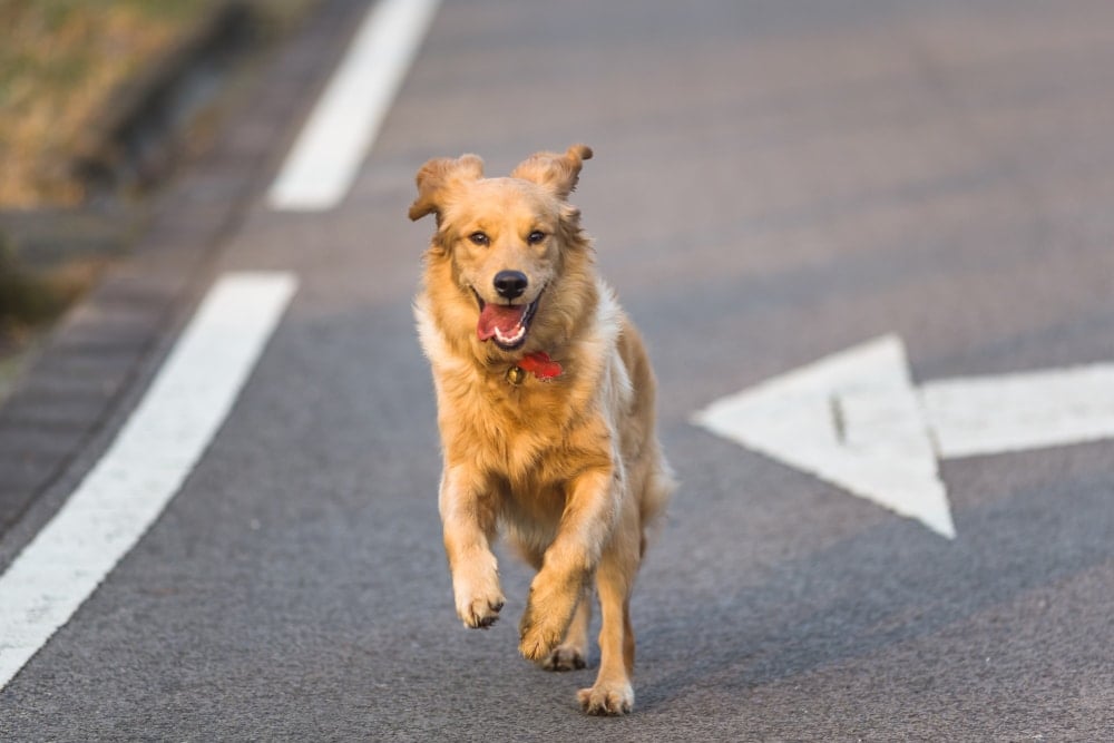 gps tracker voor huisdieren - spotter