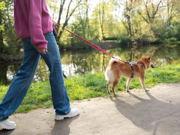 honden tracker - spotter