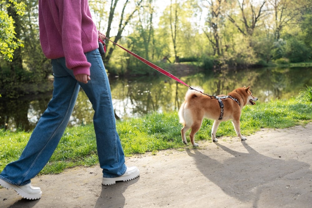 honden tracker - spotter