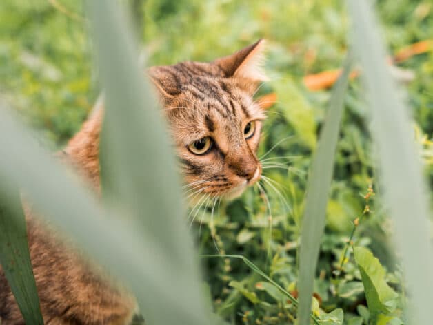 gps tracker kat - spotter