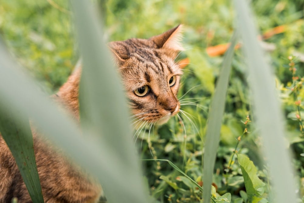gps tracker kat - spotter