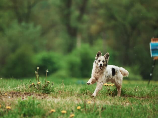 gps tracker voor honden - spotter