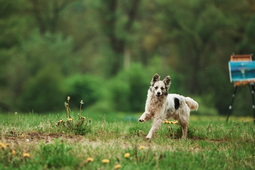 gps tracker voor honden - spotter