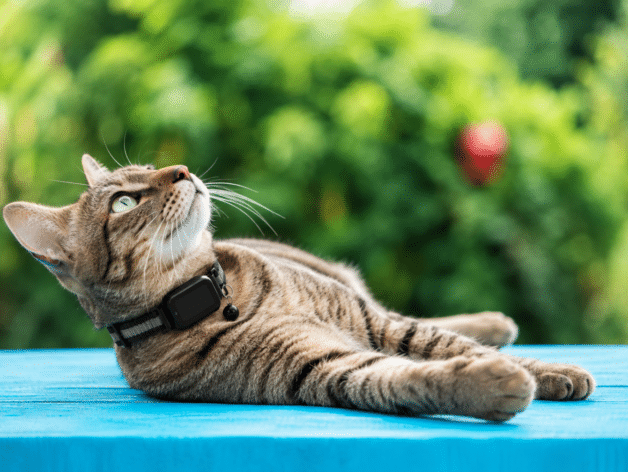 kattenhalsband - spotter