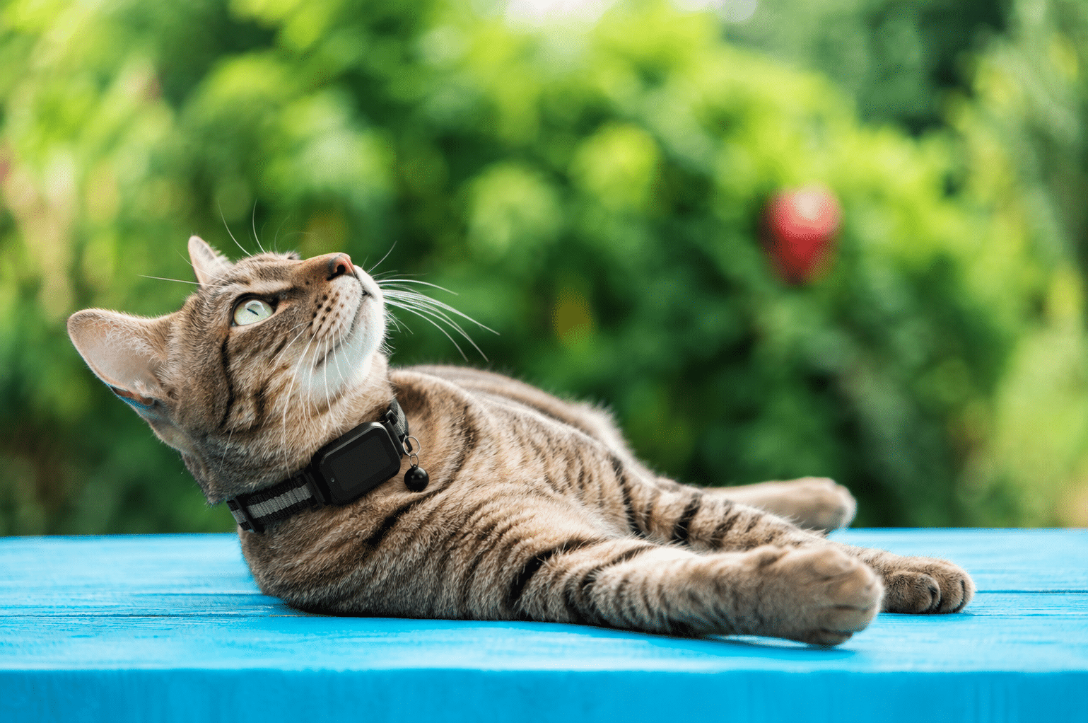 kattenhalsband - spotter